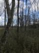 Picture of Rocky Creek - Wilkes County, GA