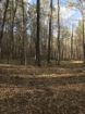 Picture of Rocky Creek - Wilkes County, GA