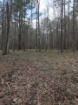 Picture of Rocky Creek - Wilkes County, GA