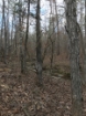 Picture of Rocky Creek - Wilkes County, GA
