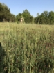 Picture of Petrey Farms - Crenshaw County, AL