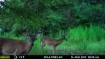 Picture of Petrey Farms - Crenshaw County, AL