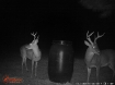 Picture of Petrey Farms - Crenshaw County, AL