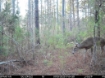 Picture of Beaverdam Farm North - Wilkes County, GA