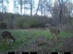 Picture of Beaverdam Farm North - Wilkes County, GA