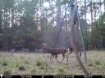 Picture of Beaverdam Farm North - Wilkes County, GA