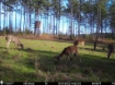 Picture of Beaverdam Farm North - Wilkes County, GA