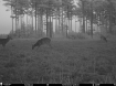 Picture of Beaverdam Farm North - Wilkes County, GA