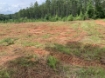 Picture of Beaverdam Farm North - Wilkes County, GA