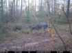 Picture of Beaverdam Farm North - Wilkes County, GA