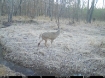 Picture of Beaverdam Farm North - Wilkes County, GA