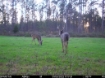 Picture of Beaverdam Farm North - Wilkes County, GA