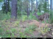 Picture of Beaverdam Farm North - Wilkes County, GA