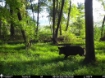 Picture of Beaverdam Farm North - Wilkes County, GA