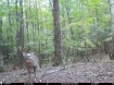 Picture of Beaverdam Farm North - Wilkes County, GA