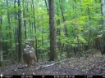 Picture of Beaverdam Farm North - Wilkes County, GA