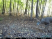 Picture of Beaverdam Farm North - Wilkes County, GA
