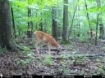 Picture of Beaverdam Farm North - Wilkes County, GA