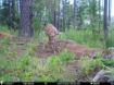Picture of Beaverdam Farm North - Wilkes County, GA
