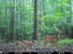 Picture of Beaverdam Farm North - Wilkes County, GA
