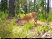 Picture of Beaverdam Farm North - Wilkes County, GA