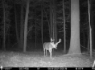 Picture of Beaverdam Farm North - Wilkes County, GA