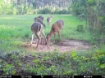 Picture of Beaverdam Farm North - Wilkes County, GA