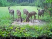 Picture of Beaverdam Farm North - Wilkes County, GA
