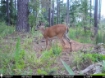 Picture of Beaverdam Farm North - Wilkes County, GA