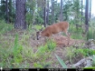 Picture of Beaverdam Farm North - Wilkes County, GA