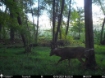 Picture of Beaverdam Farm North - Wilkes County, GA