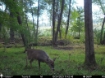 Picture of Beaverdam Farm North - Wilkes County, GA