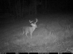 Picture of Beaverdam Farm North - Wilkes County, GA