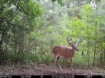 Picture of Beaverdam Farm North - Wilkes County, GA