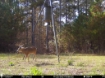 Picture of Beaverdam Farm North - Wilkes County, GA