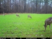 Picture of Beaverdam Farm North - Wilkes County, GA