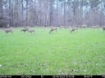 Picture of Beaverdam Farm North - Wilkes County, GA