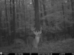 Picture of Beaverdam Farm North - Wilkes County, GA