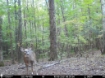 Picture of Beaverdam Farm North - Wilkes County, GA
