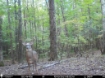 Picture of Beaverdam Farm North - Wilkes County, GA