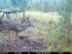Picture of Beaverdam Farm North - Wilkes County, GA