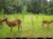 Picture of Beaverdam Farm North - Wilkes County, GA
