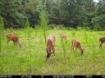 Picture of Beaverdam Farm North - Wilkes County, GA