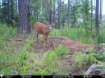 Picture of Beaverdam Farm North - Wilkes County, GA