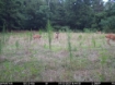 Picture of Beaverdam Farm North - Wilkes County, GA