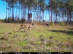 Picture of Beaverdam Farm North - Wilkes County, GA