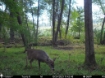 Picture of Beaverdam Farm North - Wilkes County, GA
