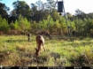 Picture of Beaverdam Farm North - Wilkes County, GA