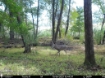 Picture of Beaverdam Farm North - Wilkes County, GA