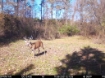 Picture of Beaverdam Farm North - Wilkes County, GA